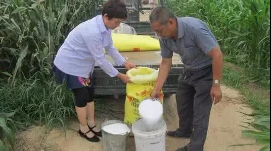 尿素施用后幾天能被吸收，怎么用效果最好？